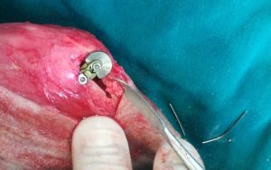 Realización de una cirugía de ligamento cruzado (TTA) y luxación de rótula.