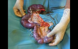 Piómetra en perra de 6,8 Kg. Dolor moderado. ASA III Piómetra en perra de 6,8 Kg. Dolor moderado. ASA III