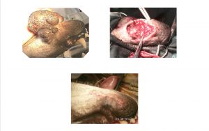 Cierre de la herida quirúrgica en un caso de acantoma en un perro