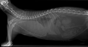 Radiografía de tórax de un gato con masa mediastínica y derrame pleural