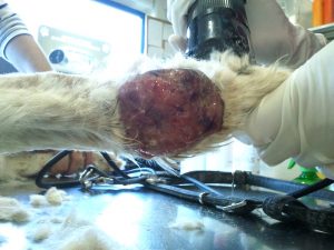 Tumor en el carpo de un perro