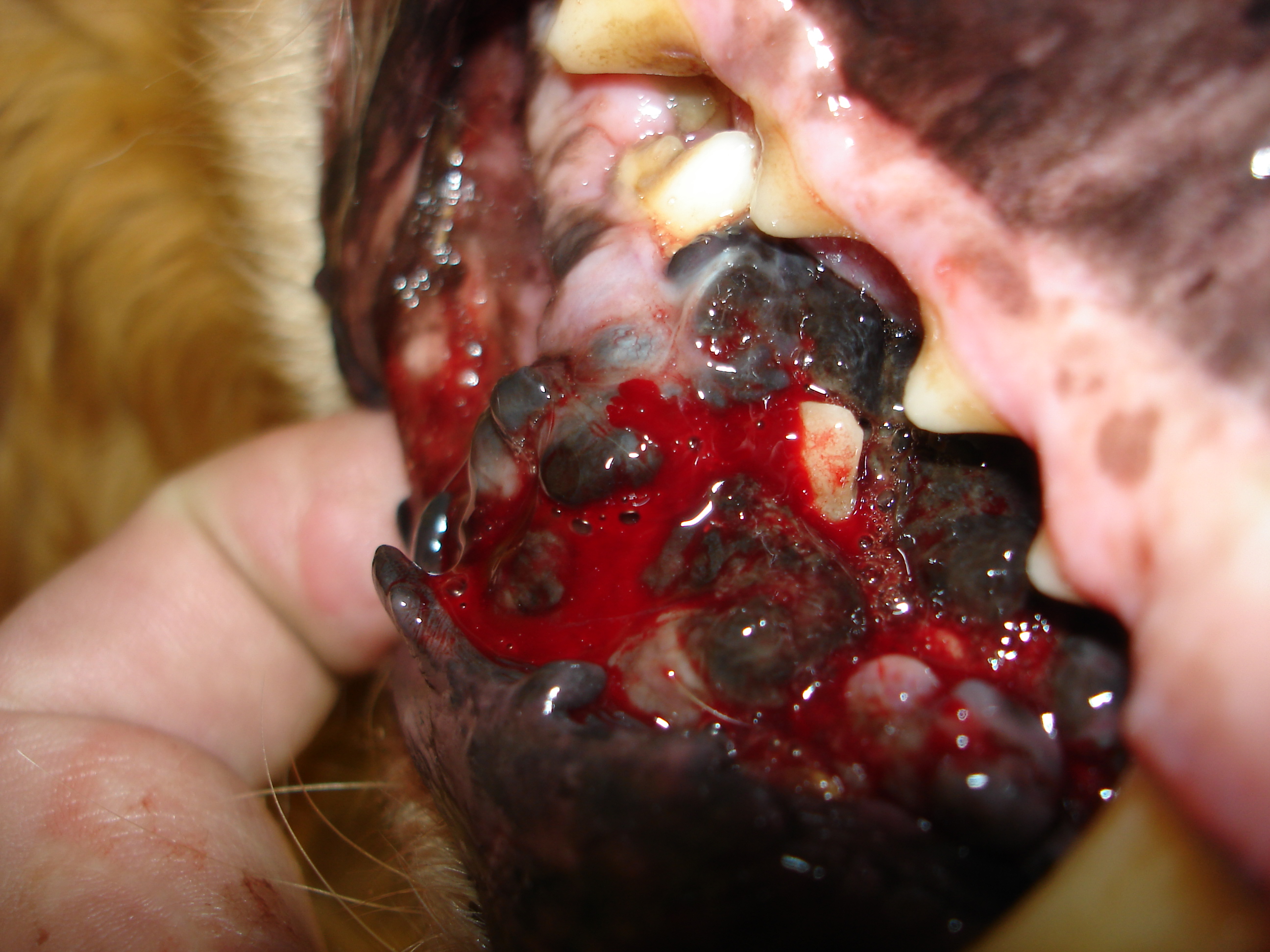 cancer bucal en perros