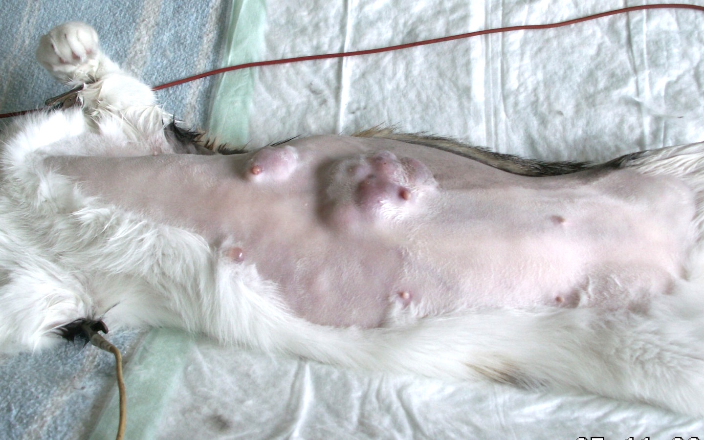 Tumor mamario en gata de peor pronóstico que en la especie canina. Se extirpará la cadena.