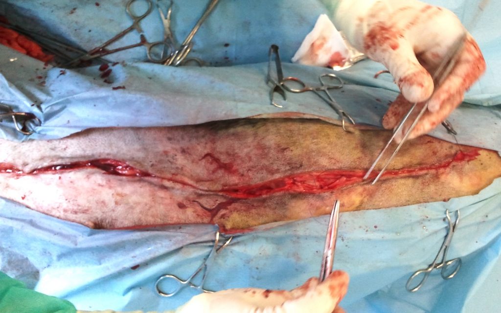 Sutura de la herida quirúrgica resultante de una mastectomía radical en una perra