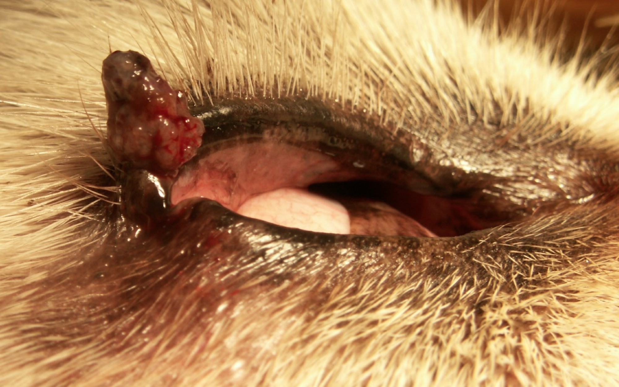 papiloma palpebral perros