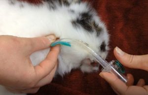 Cómo medir el v-gel® con la longitud de la orofaringe de los conejos