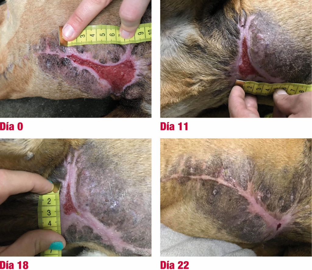 Progreso de herida por mastectomía con VetAid