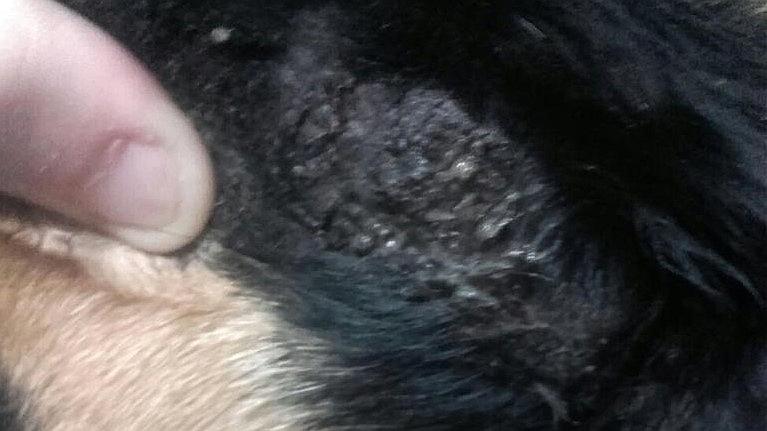 Hot-spot o parche caliente en la piel de un perro tras tratamiento con lisozima
