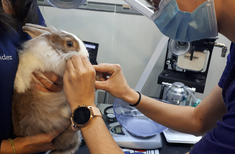 Manejo de lagomorfos en la clínica veterinaria