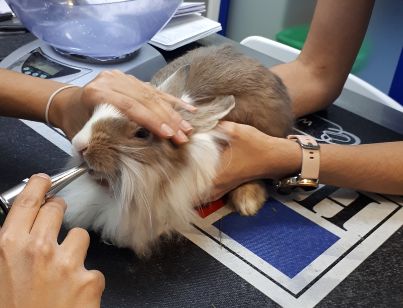 Manejo de lagomorfos en la clínica veterinaria