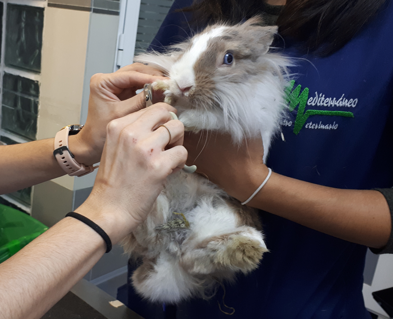 Manejo de lagomorfos en la clínica veterinaria