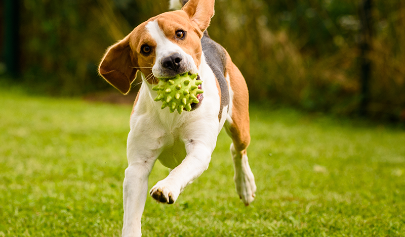 Entendiendo el sistema endocannabinoide de las mascotas