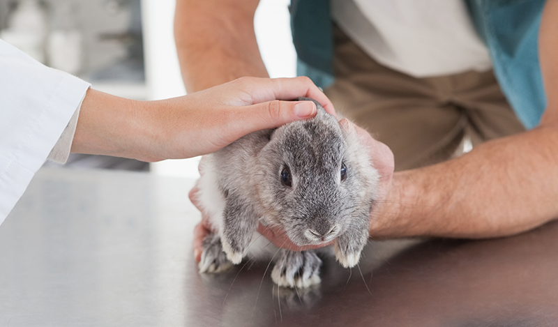 Principales patologías en Lagomorfos domésticos