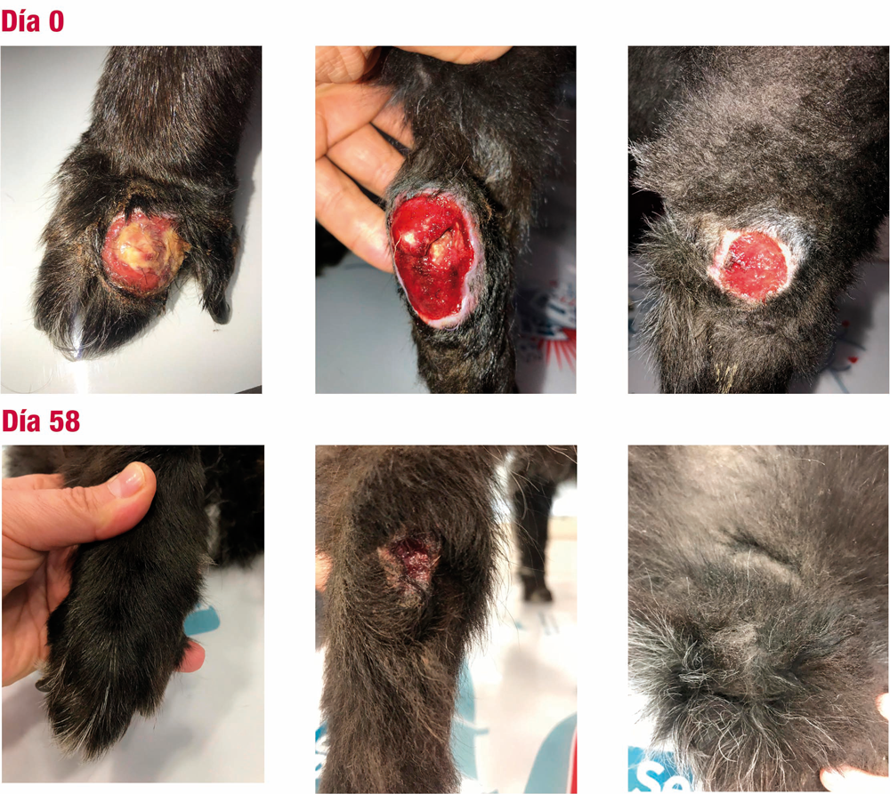 Progreso de herida de vasculitis con VetAid